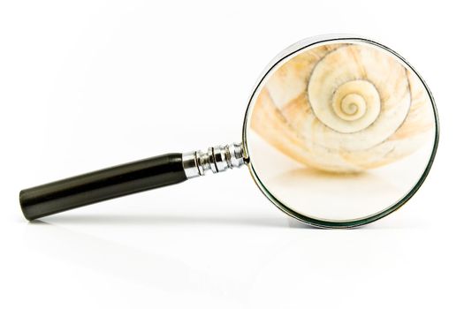 Magnifier in front of a Spiral Shell isolated on white