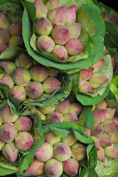 Pink Lotus Buds background in Flower Market