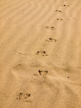 Seagull Footprints in the Sand on a Sunny Day