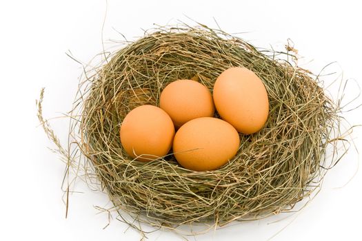 Four Eggs in Nest isolated on white