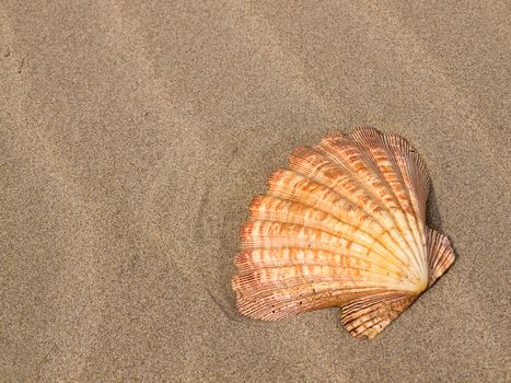 Scallop Shell on a Wind Swept Sandy Beach