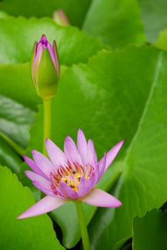 Pink water lily flowers blooming on pond