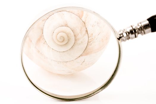 Spiral Shell in front of magnifier isolated on white
