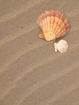 Scallop Shell on a Wind Swept Sandy Beach