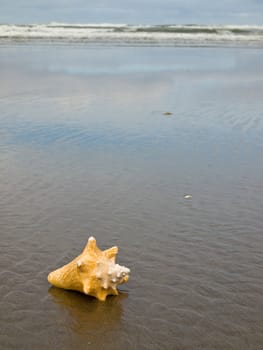 Conch Shell on a Wet Sandy Beach