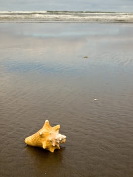 Conch Shell on a Wet Sandy Beach