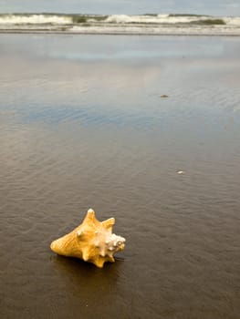 Conch Shell on a Wet Sandy Beach