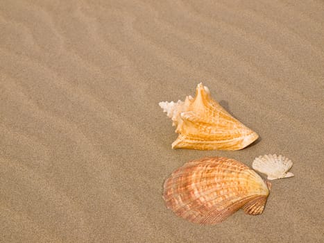 Scallop and Conch Shells on a Wind Swept Sandy Beach 