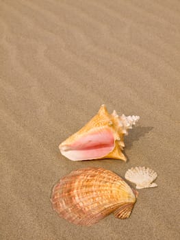 Scallop and Conch Shells on a Wind Swept Sandy Beach 