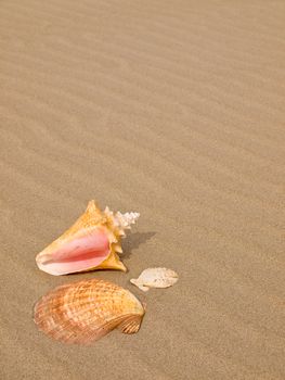 Scallop and Conch Shells on a Wind Swept Sandy Beach 