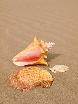 Scallop and Conch Shells on a Wind Swept Sandy Beach 