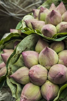 Pink Lotus Buds background in Flower Market