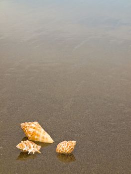 Scallop and Conch Shells on a Wet Sandy Beach