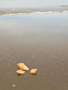 Scallop and Conch Shells on a Wet Sandy Beach