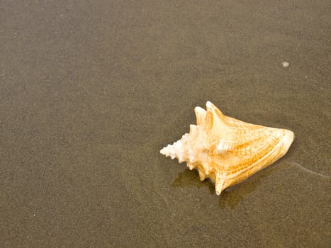 Scallop and Conch Shells on a Wet Sandy Beach