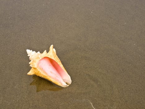 Scallop and Conch Shells on a Wet Sandy Beach