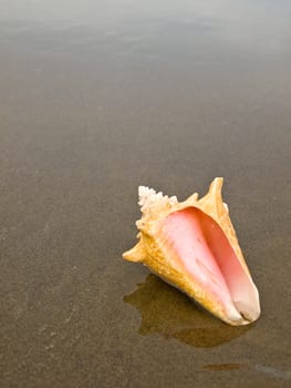 Scallop and Conch Shells on a Wet Sandy Beach