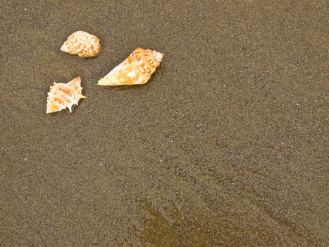 Scallop and Conch Shells on a Wet Sandy Beach