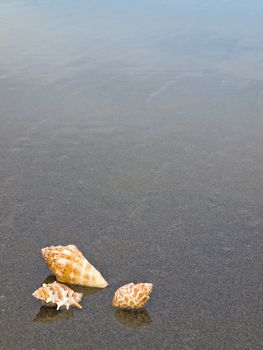 Scallop and Conch Shells on a Cool Wet Sandy Beach