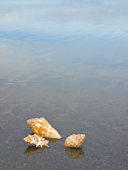 Scallop and Conch Shells on a Cool Wet Sandy Beach