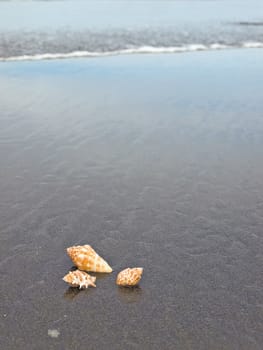 Scallop and Conch Shells on a Cool Wet Sandy Beach