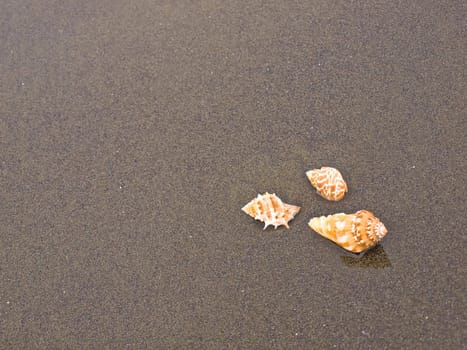 Scallop and Conch Shells on a Cool Wet Sandy Beach