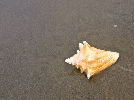 Scallop and Conch Shells on a Cool Wet Sandy Beach