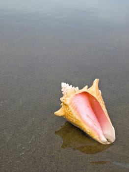 Scallop and Conch Shells on a Cool Wet Sandy Beach