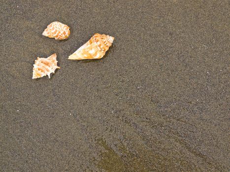 Scallop and Conch Shells on a Cool Wet Sandy Beach