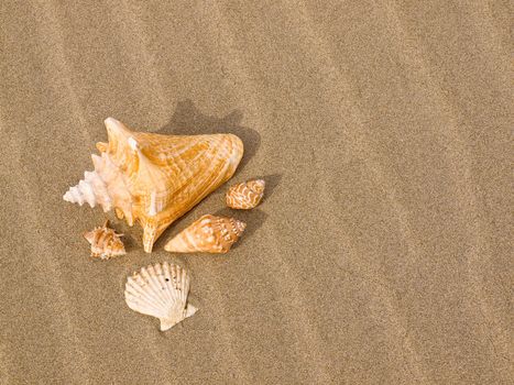 Scallop and Conch Shells on a Wind Swept Sandy Beach







Scallop and Conch Shells on a Wind Swept Sandy Beach