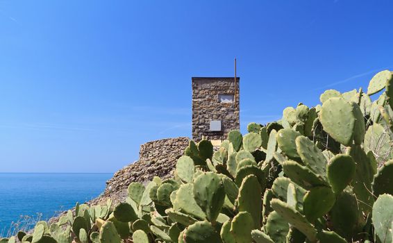 Punta Chiappa between indian figs in Portofino natural park, Liguria, Italy