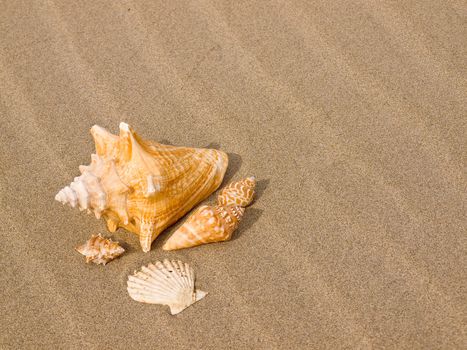 Scallop and Conch Shells on a Wind Swept Sandy Beach