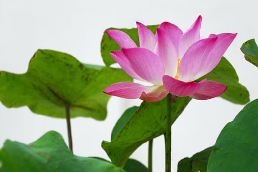 Pink water lily flowers blooming on white background