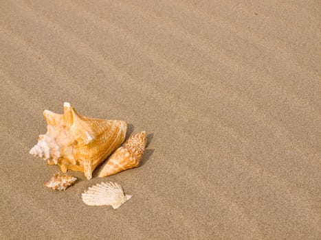 Scallop and Conch Shells on a Wind Swept Sandy Beach