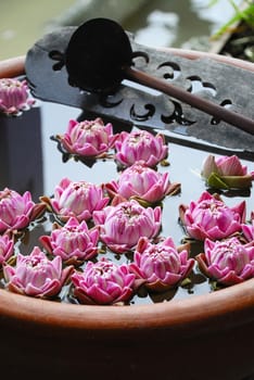 Pink water lily flowers on basin