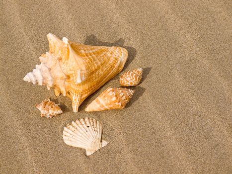 Scallop and Conch Shells on a Wind Swept Sandy Beach