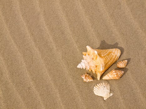 Scallop and Conch Shells on a Wind Swept Sandy Beach