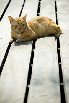 Ginger cat lying on wooden floor