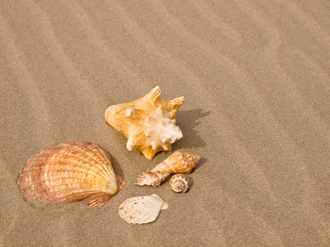 Scallop and Conch Shells on a Wind Swept Sandy Beach