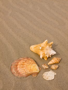 Scallop and Conch Shells on a Wind Swept Sandy Beach