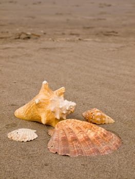 Scallop and Conch Shells on a Wind Swept Sandy Beach