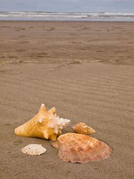 Scallop and Conch Shells on a Wind Swept Sandy Beach