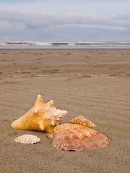 Scallop and Conch Shells on a Wind Swept Sandy Beach