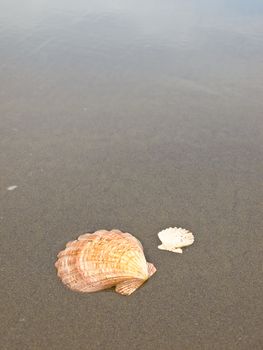 Scallop Shells on a Wet Sandy Beach