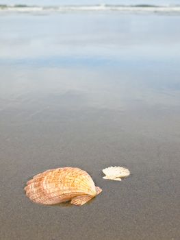 Scallop Shells on a Wet Sandy Beach