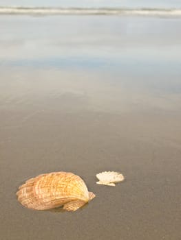 Scallop Shells on a Wet Sandy Beach