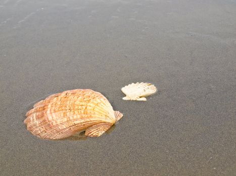 Scallop Shells on a Wet Sandy Beach