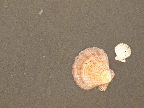 Scallop Shells on a Wet Sandy Beach