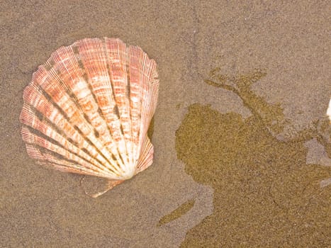 Scallop Shells on a Wet Sandy Beach