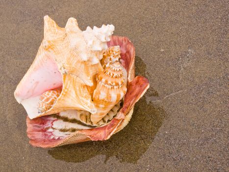 Scallop and Conch Shells on a Wet Sandy Beach